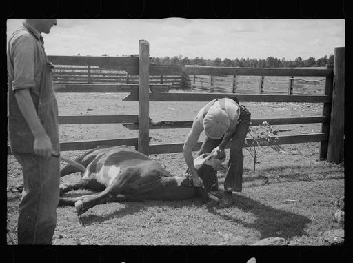 Slaughtering a bull, Grady County, Georgia