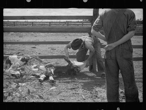 Untitled photo, possibly related to: Slaughtering a bull, Grady County, Georgia