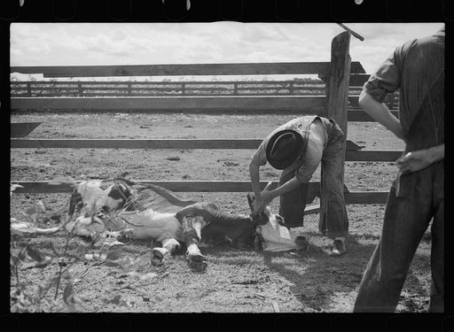 Untitled photo, possibly related to: Slaughtering a bull, Grady County, Georgia