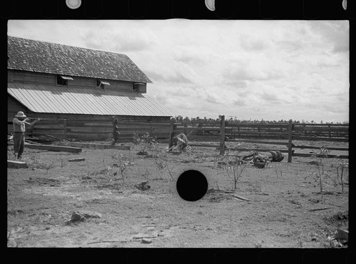 Untitled photo, possibly related to: Slaughtering a bull, Grady County, Georgia