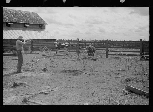 Slaughtering a bull, Grady County, Georgia