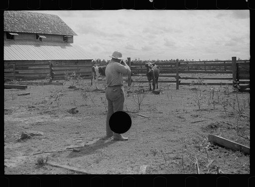 Untitled photo, possibly related to: Slaughtering a bull, Grady County, Georgia