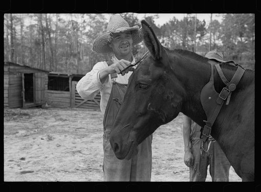 Resettled farmer clipping mule, Grady County, Georgia