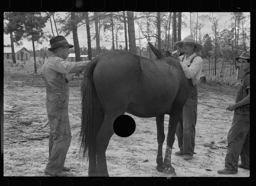 Untitled photo, possibly related to: Resettled farmer clipping mule, Grady County, Georgia