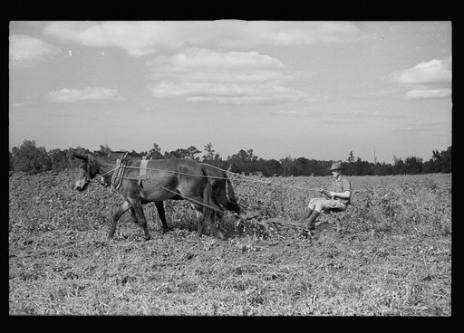 Untitled photo, possibly related to: Young resettlement farmer with harrow, Grady County, Georgia