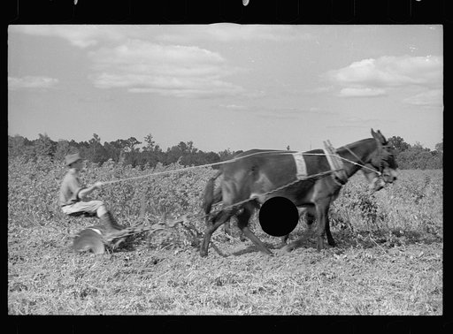 Untitled photo, possibly related to: Young resettlement farmer with harrow, Grady County, Georgia