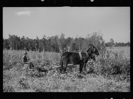 Untitled photo, possibly related to: Young resettlement farmer with harrow, Grady County, Georgia