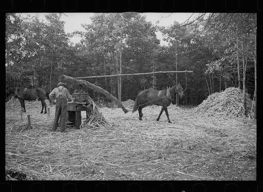 Pressing sorghum cane, Fuquay Springs, North Carolina