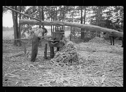Untitled photo, possibly related to: Pressing sorghum cane, Fuquay Springs, North Carolina