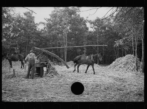 Untitled photo, possibly related to: Pressing sorghum cane, Fuquay Springs, North Carolina