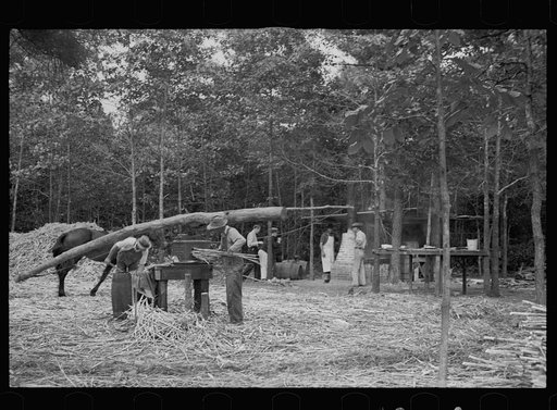 Untitled photo, possibly related to: Pressing sorghum cane, Fuquay Springs, North Carolina