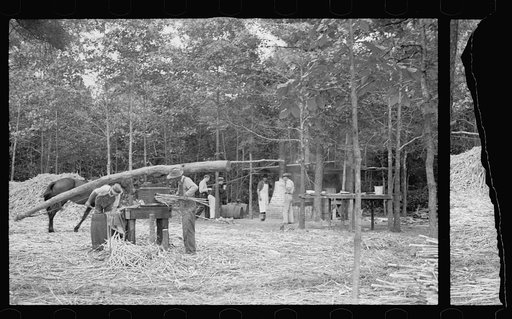 Untitled photo, possibly related to: Fuquay Springs, North Carolina. Pressing sorghum cane