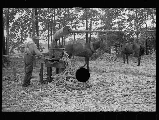 Untitled photo, possibly related to: Fuquay Springs, North Carolina. Pressing sorghum cane