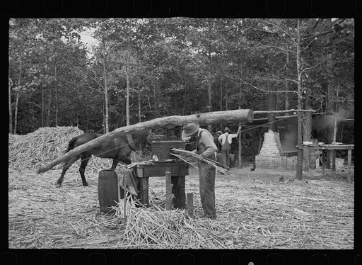 Fuquay Springs, North Carolina. Pressing sorghum cane