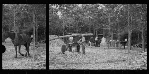 Untitled photo, possibly related to: Fuquay Springs, North Carolina. Pressing sorghum cane
