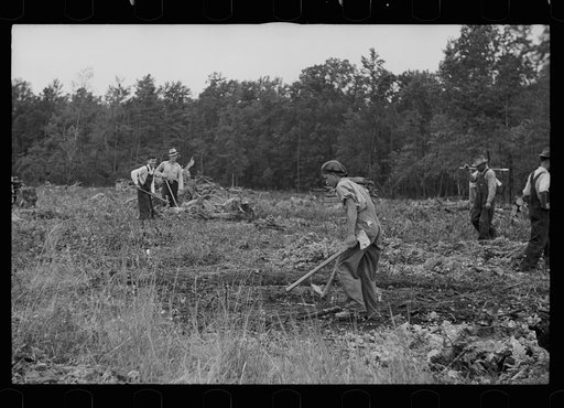 Untitled photo, possibly related to: Clearing land, North Carolina, Penderlea Homesteads