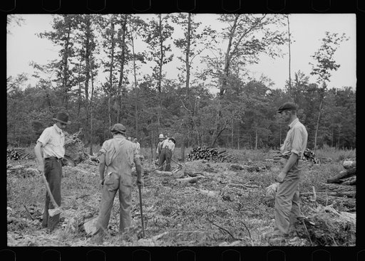 Untitled photo, possibly related to: Clearing land, North Carolina, Penderlea Homesteads