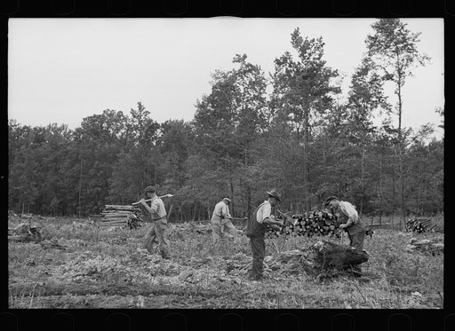 Untitled photo, possibly related to: Clearing land, North Carolina, Penderlea Homesteads