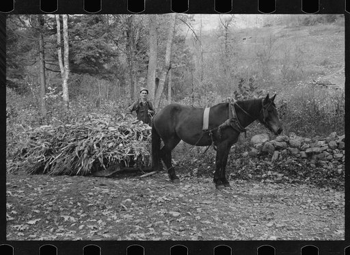 One of the Nicholson men hauling a load of cornstalks to the valley on a rude sled, Shenandoah National Park, Virginia