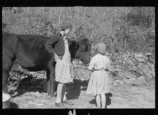 Untitled photo, possibly related to: Two of the Nicholson children and their only cow, Shenandoah National Park, Virginia