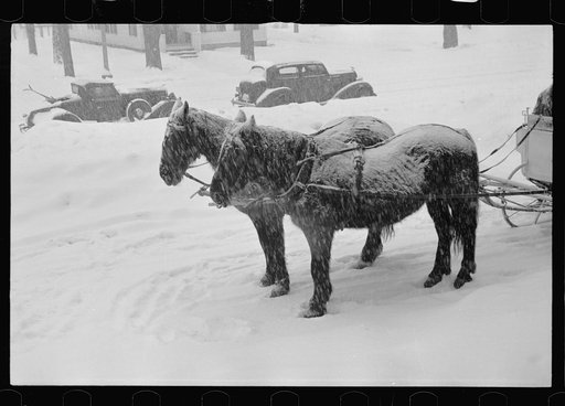 Untitled photo, possibly related to: Sleigh for hire at snow carnival, Lancaster, New Hampshire
