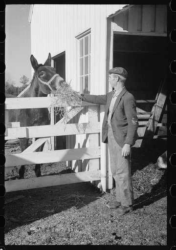 Untitled photo, possibly related to: Zeb Atkinson, homesteader, Penderlea Farms, North Carolina