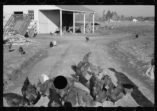 Untitled photo, possibly related to: Zeb Atkinson, homesteader, Penderlea Farms, North Carolina