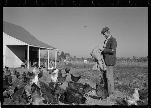 Zeb Atkinson with chickens, Penderlea Farms, North Carolina