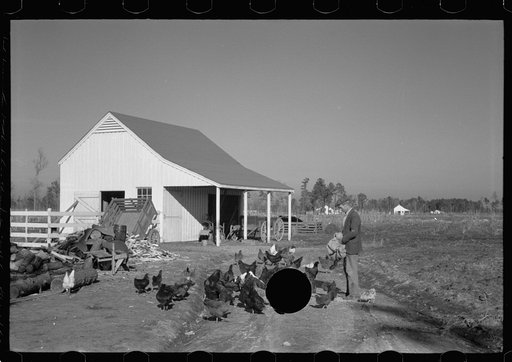 Untitled photo, possibly related to: Zeb Atkinson, homesteader, Penderlea Farms, North Carolina