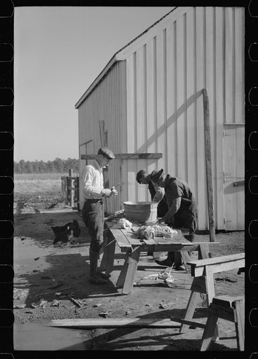 Butchering hogs on Penderlea Farms, North Carolina