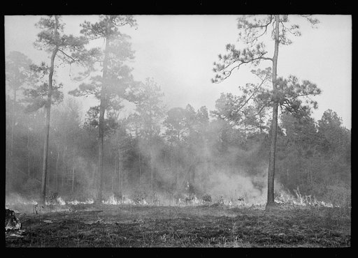 Untitled photo, possibly related to: Brushfire in pine forest, southeastern Georgia