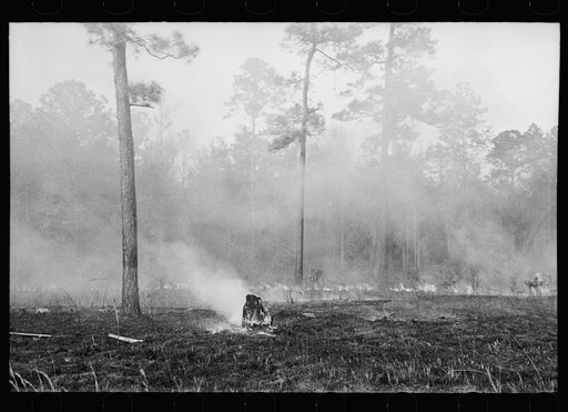 Untitled photo, possibly related to: Brushfire in pine forest, southeastern Georgia
