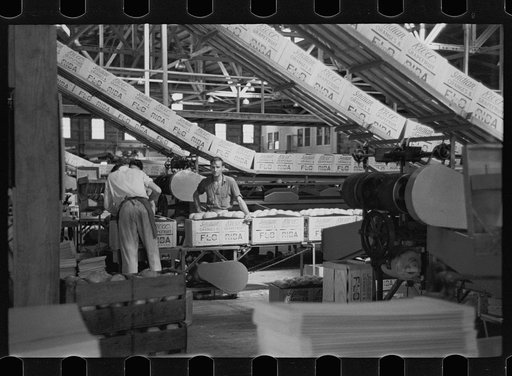 Scene in the packing plant at Fort Pierce, Florida