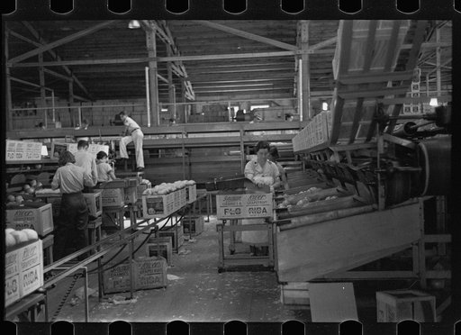 Scene in the packing plant at Fort Pierce, Florida