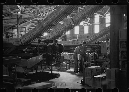 Packing fruit in the packinghouse at Fort Pierce, Florida
