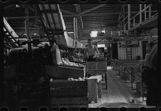 Packing fruit in the packinghouse at Fort Pierce, Florida