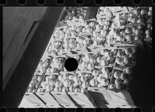 Untitled photo, possibly related to: Packing fruit in the packinghouse at Fort Pierce, Florida