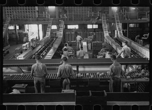 Packing fruit in the packinghouse at Fort Pierce, Florida
