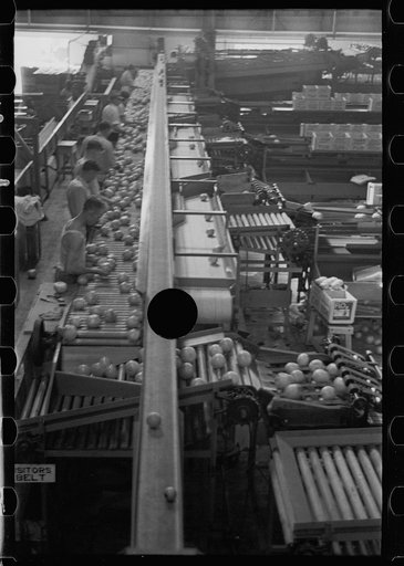 Untitled photo, possibly related to: Packing fruit in the packinghouse at Fort Pierce, Florida