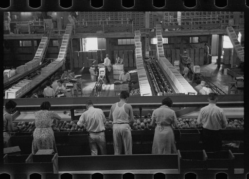 Untitled photo, possibly related to: Packing fruit in the packinghouse at Fort Pierce, Florida