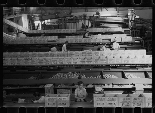 Packing fruit in association packinghouse at Fort Pierce, Florida. Some migratory labor is employed here