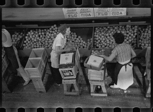 Girls packing fruit in the Fort Pierce packinghouse. Many of the employees are migratory laborers