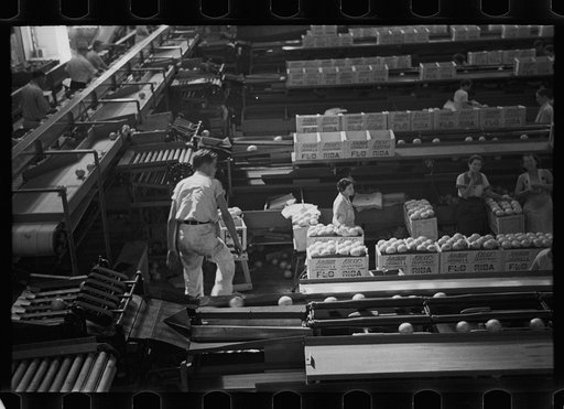 Scene in the fruit packing plant at Fort Pierce, Florida