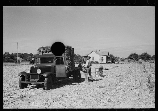 Untitled photo, possibly related to: Loading newly-harvested celery at Sanford, Florida