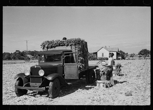 Loading newly-harvested celery at Sanford, Florida