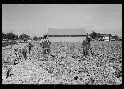 Cutting celery, Sanford, Florida