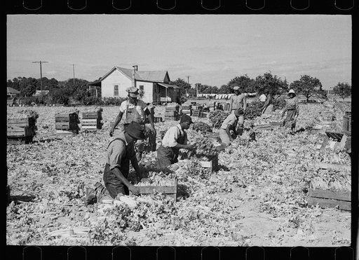 Packing cut celery in the fields, Sanford, Florida