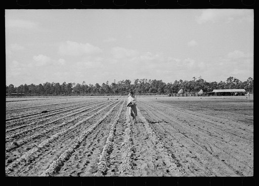 The celery fields at Sanford, Florida
