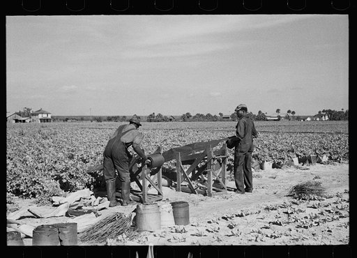Rolling bleaching paper used to keep celery stalks white, Sanford, Florida