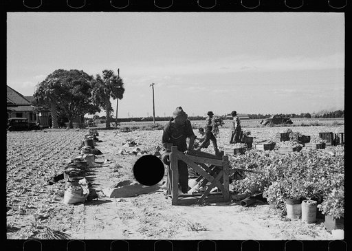 Untitled photo, possibly related to: Rolling bleaching paper used to keep celery stalks white, Sanford, Florida